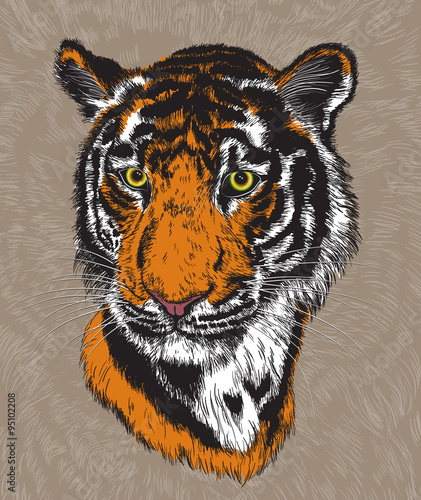 Fototapeta Naklejka Na Ścianę i Meble -  illustration of a tiger's face