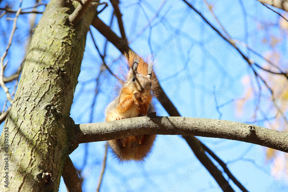 Squirrel on a maple tree Squirrel on a maple tree