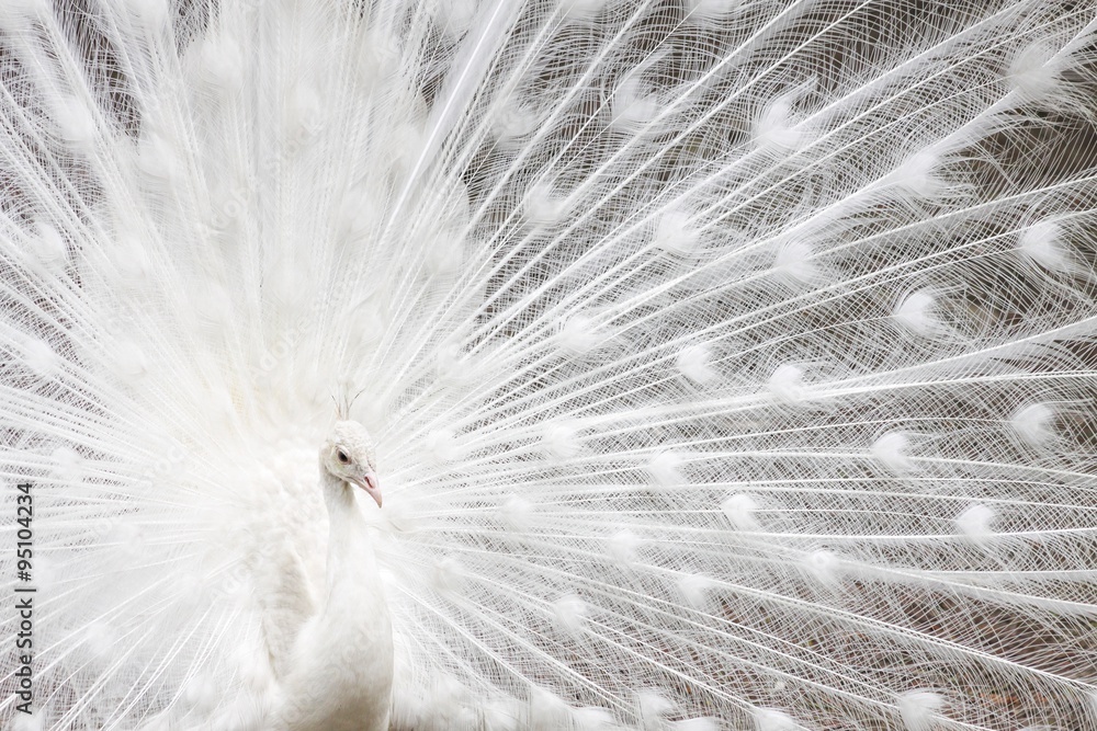 Obraz premium White peafowl 