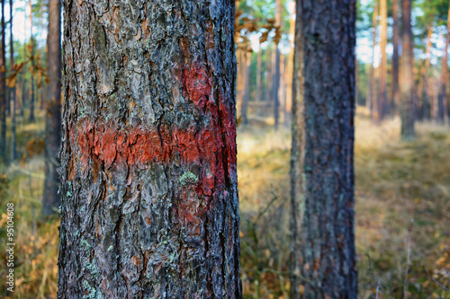 Red arrow painted on the trunk of a pine
