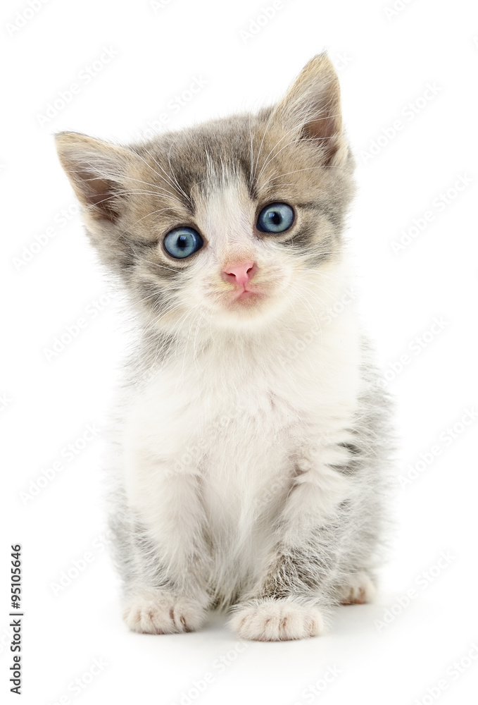 Gray kitten. Gray kitten.