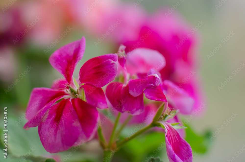 Pink geranium