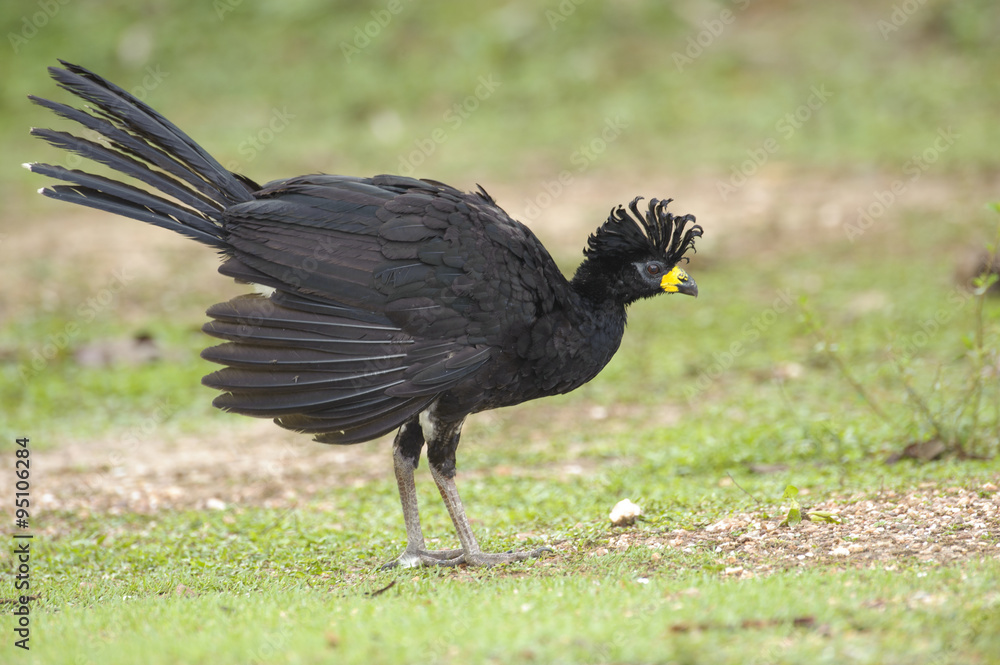 Bare-faced Curassow (Crax fasciolata), Araras Ecolodge, Mato Grosso, Brazil Bare-faced Curassow (Crax fasciolata), Araras Ecolodge, Mato Grosso, Brazil