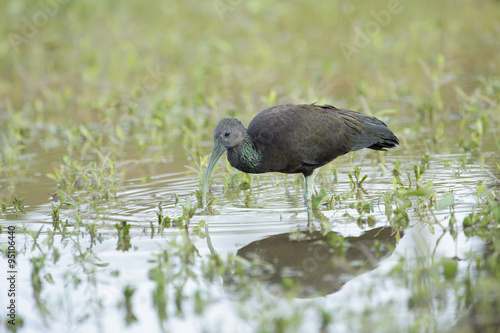 Green Ibis (Mesembrinibis cayennensis), Araras Ecolodge, Mato Grosso, Brazil