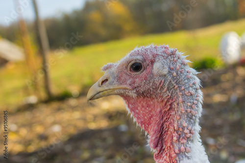 Outdoor poratrait of vute but non-stylish female - just ordinary turkey