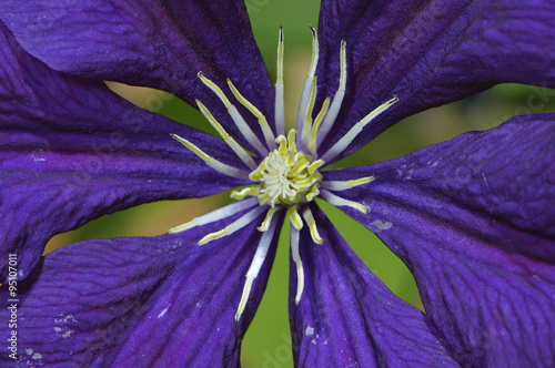 Clematis Jackmanii superba, British Columbia, Canada photo