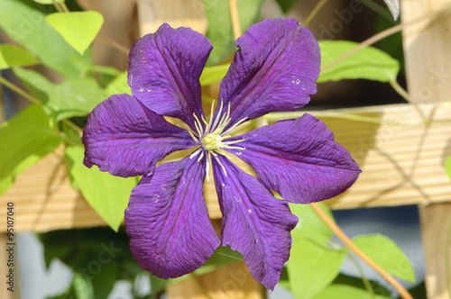 Clematis Jackmanii superba, British Columbia, Canada photo