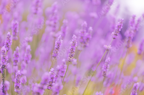Big field of the blossoming lavender close up  Provence