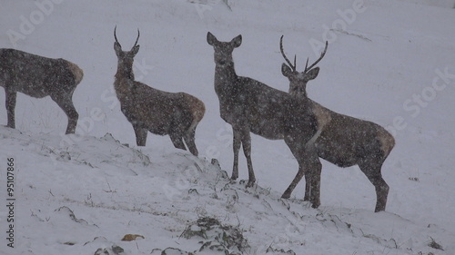 Whitetail Deer Buck on snow blizzard photo