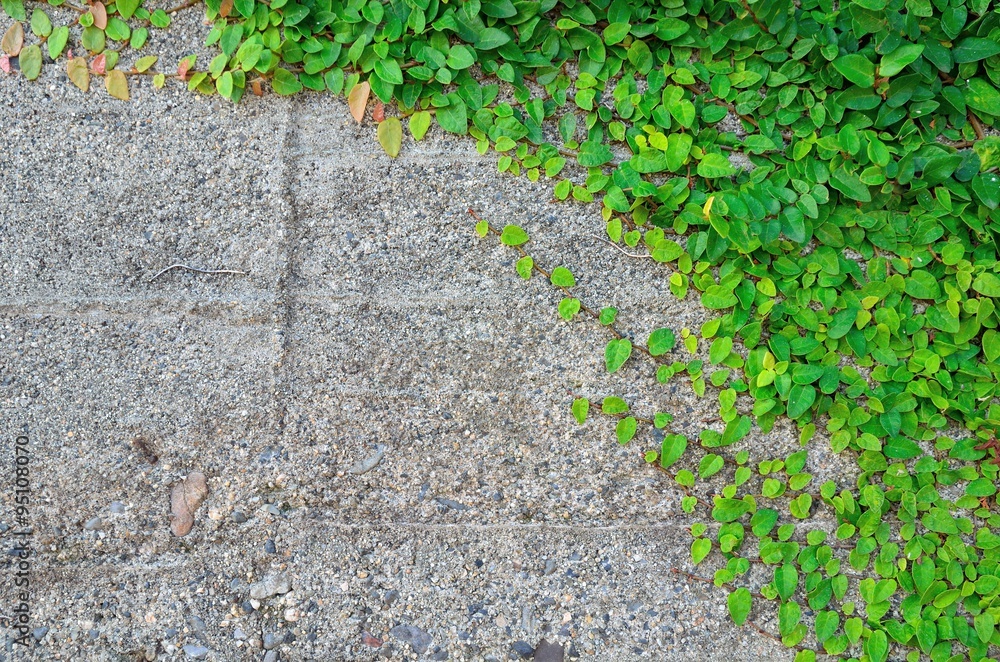 Obraz premium コンクリート壁と緑の葉っぱ