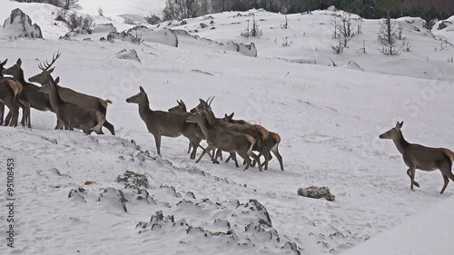 Group of Large whitetailed deer buck in  photo