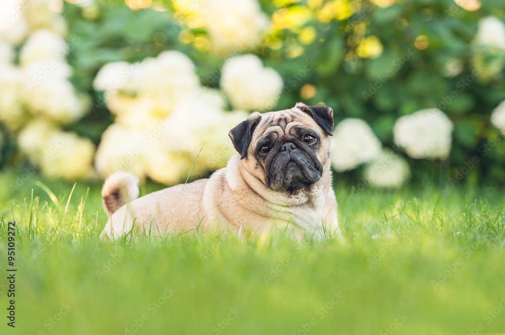 Pug dog lying on the lawn in summer