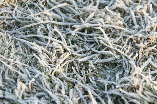 Texture of grass in the frost early frosty morning