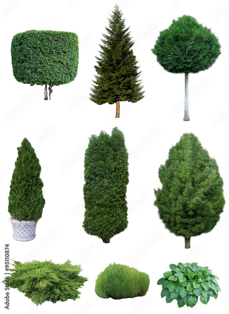 Set of trees and shrubs. Set of various evergreen trees and shrubs for the garden design. Stock