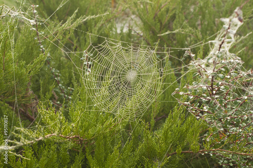 pattern of the web in the garden in autumn misty morning