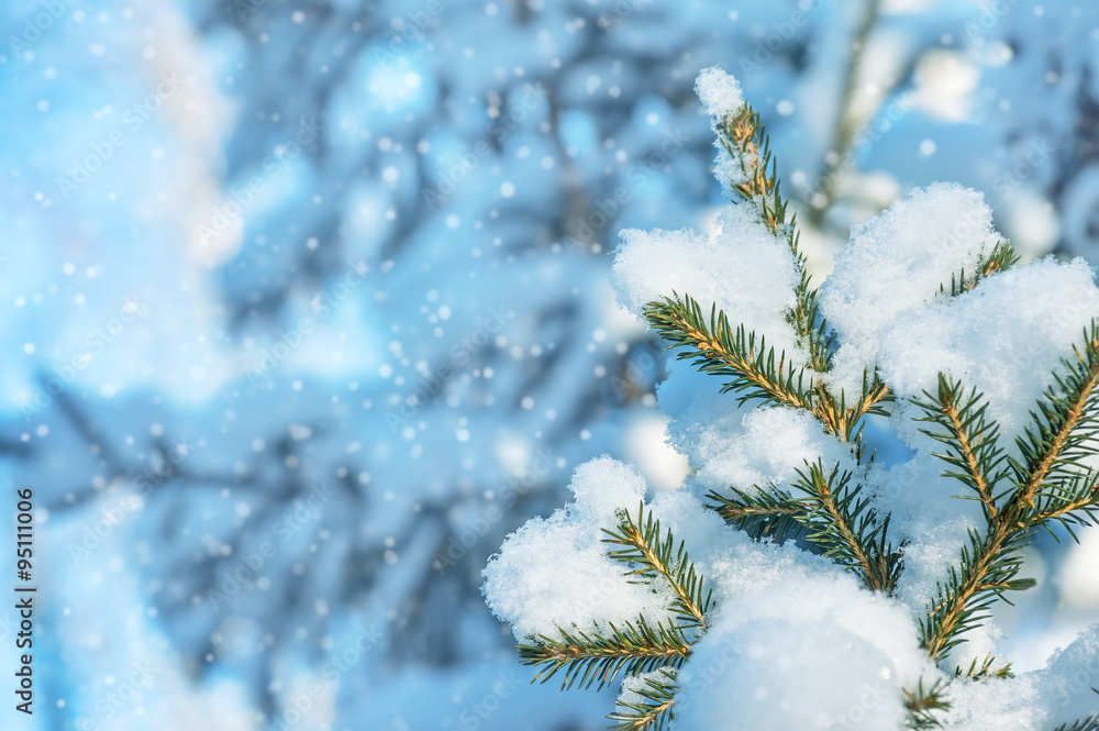 Winter background with snow-covered fir-tree branches Winter background with snow-covered fir-tree branches