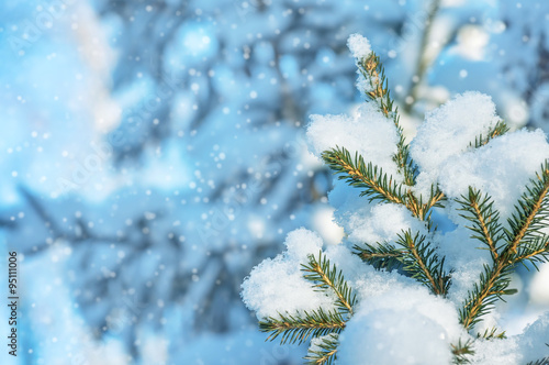 Winter background with snow-covered fir-tree branches