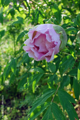 Wallpaper Mural Древовидный пеон Torontodigital.ca