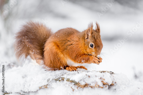 Red Squirrel searching for food, County of Northumberland, England