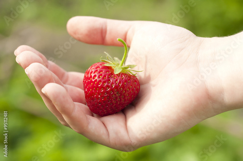 harvest ripe strawberries in the garden