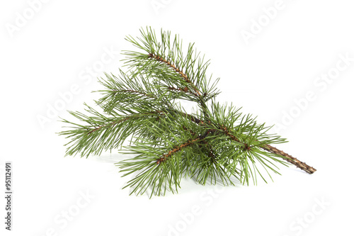 Scots pine branch..