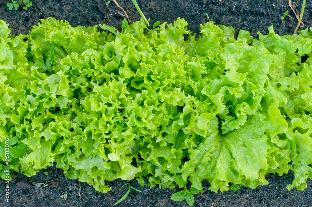 green salad in the greenhouse green salad in the greenhouse