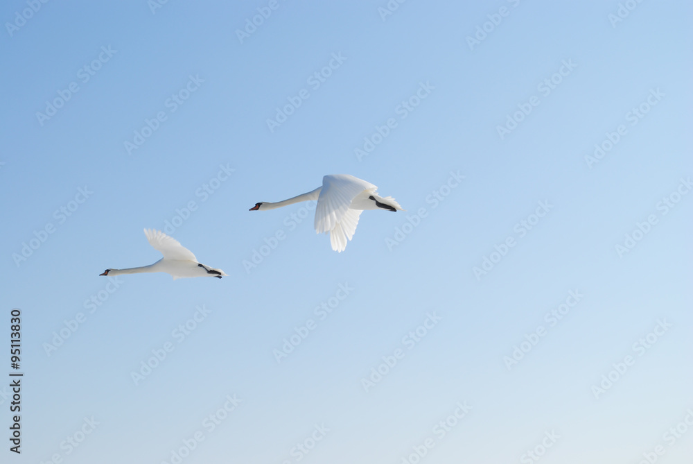 Obraz premium Para lecących łabędzi na tle błękitnego nieba