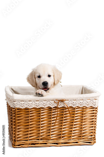 Puppy white Labrador posing in a wicker basket