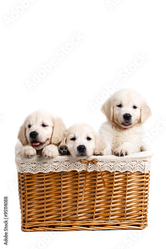 Three white Labrador puppy in a wicker basket