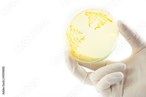 Hand with gloves holding petri dish with bacterial colonies. Isolated on white background