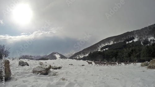 Group of Deer in Wildlife, Winter Snow  photo