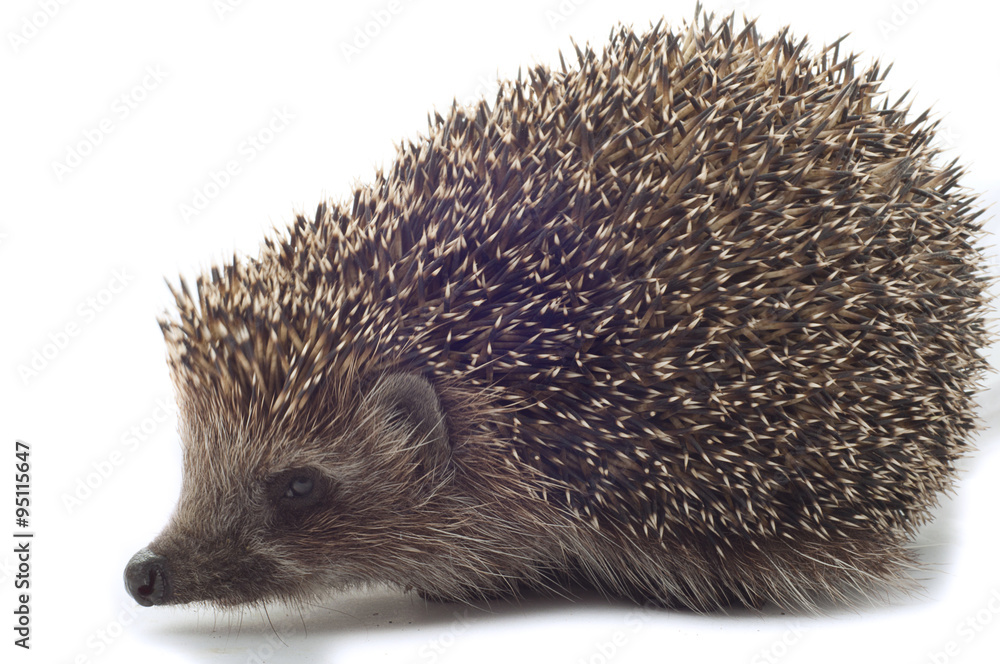 hedgehog close up on a white background hedgehog close up on a white background