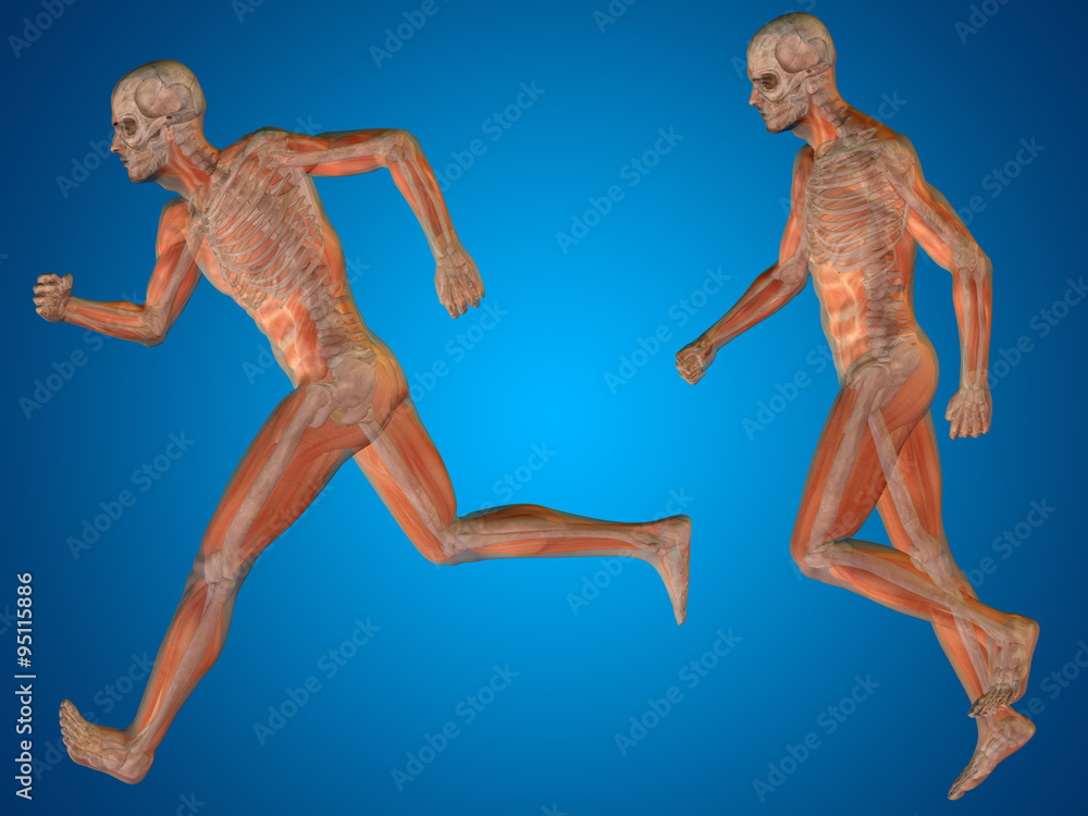Conceptual man or human 3D anatomy or body on blue Conceptual man or human 3D anatomy or body on blue