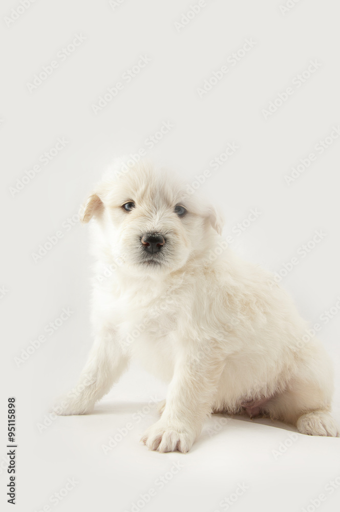 white furry cute puppy South Russian Shepherd