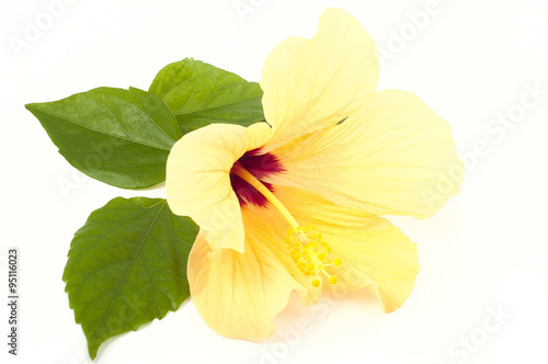 one yellow hibiscus flower closeup on white background