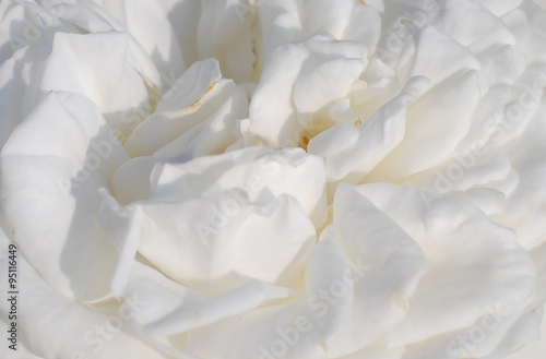 White rose background © ednorog13