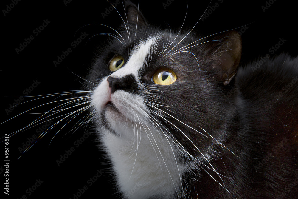 Naklejka premium cat muzzle with white whiskers close-up on black background
