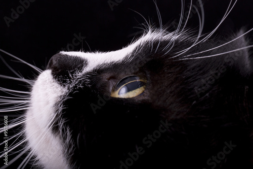 cat muzzle with white whiskers close-up on black background