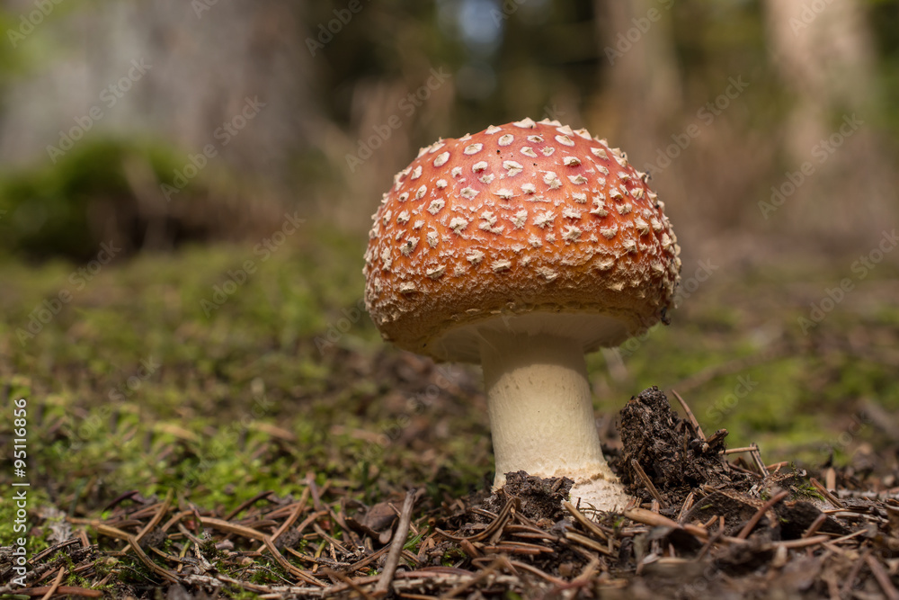 Toadstool / Mushroom / Fungus Toadstool / Mushroom / Fungus