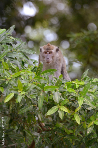 Borneo s wild macaque