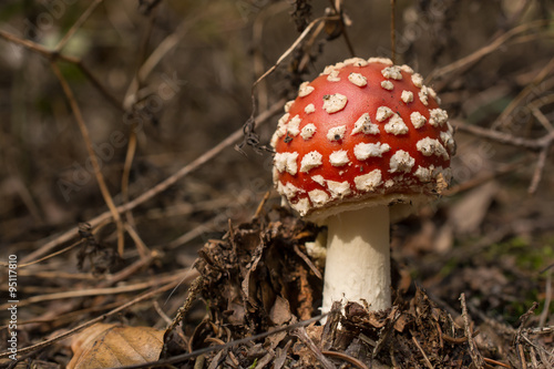 Toadstool / Mushroom / Fungus 