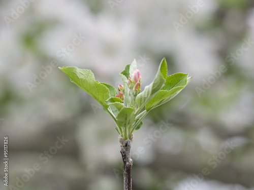 Pink Apple Blossom Buds in Spring Against Soft White Background