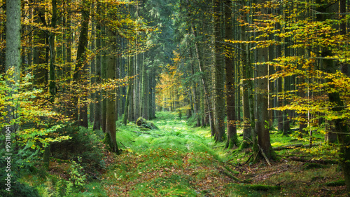 Idyllischer Herbstwald - Panorama