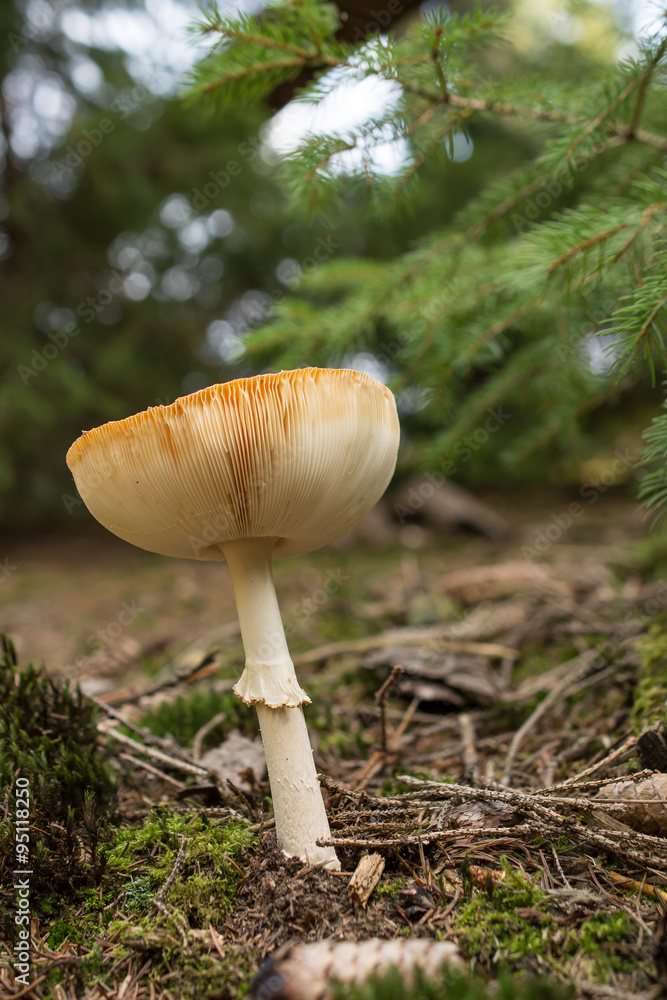 Toadstool / Mushroom / Fungus Toadstool / Mushroom / Fungus