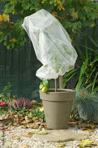 Voile d'hivernage sur plante