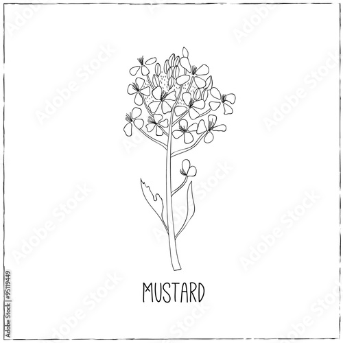 Hand-drawn Mustard flower.