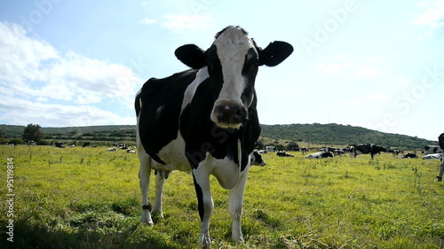 black and white dairy cow
