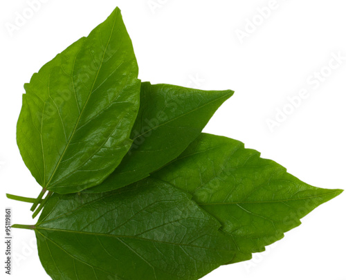 green hibiscus leaves separately on a white