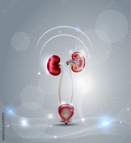 Urinary bladder and kidneys