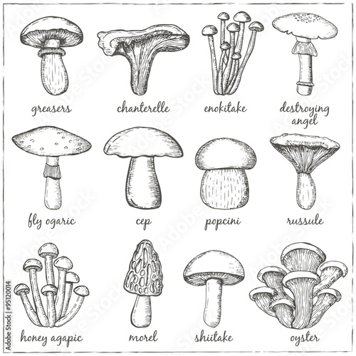 Vector Set of mushrooms for design